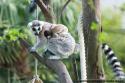Lémurien et Leurs Petits du Zoo de Beauval