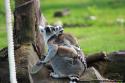 Lémurien et Leurs Petits du Zoo de Beauval