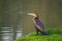 0078-IMG_7067 -CORMORAN