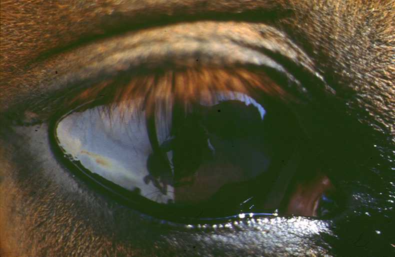 asptt37.jpg (36309 bytes)