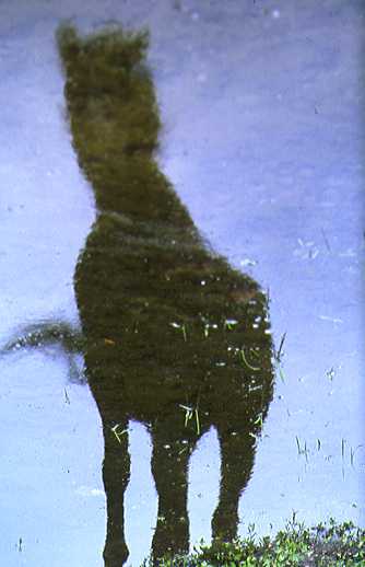 aspttm01.jpg (17288 bytes)