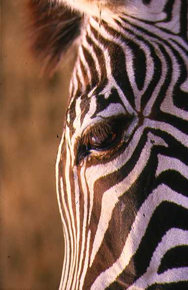 aspttm06.jpg (28487 bytes)