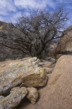 bruno40.jpg (81229 octets)