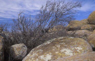 bruno42.jpg (87298 octets)