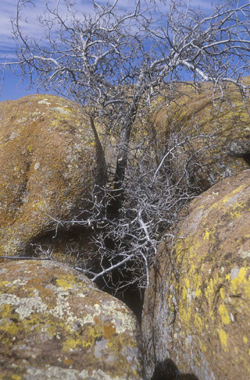 bruno43.jpg (101203 octets)