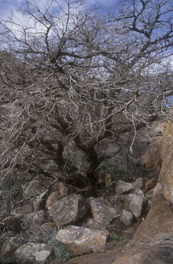 bruno45.jpg (86482 octets)