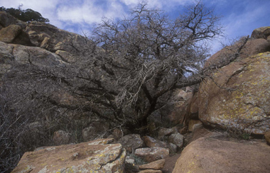 bruno46.jpg (76945 octets)