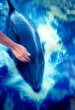 cbi30a22.JPG (11158 octets)