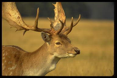 BILLES6.jpg (13176 bytes)