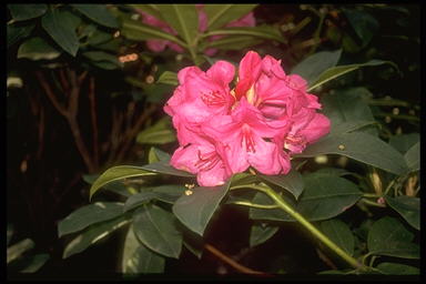 george02.jpg (18223 octets)