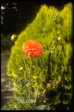 george03.jpg (25641 octets)