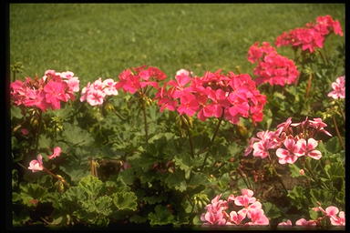 george04.jpg (27330 octets)