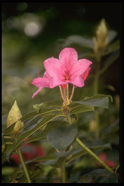 george05.jpg (14955 octets)