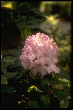 george06.jpg (14613 octets)