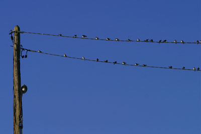 sophie42.jpg (47575 octets)