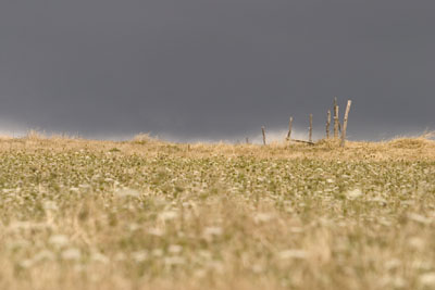 sophie42.jpg (47575 octets)