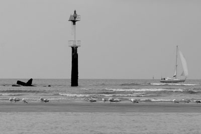 sophie54.jpg (19552 octets)