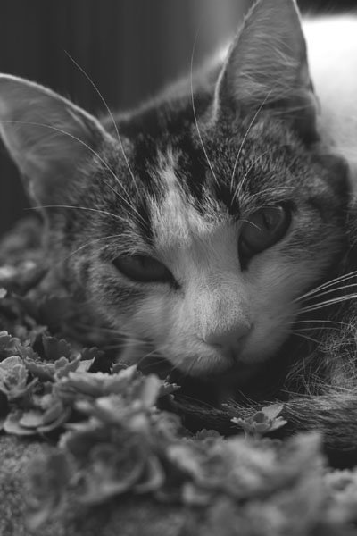 sophie42.jpg (47575 octets)