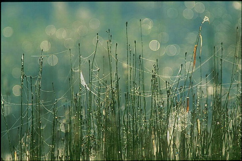 xavier140.jpg (88081 octets)