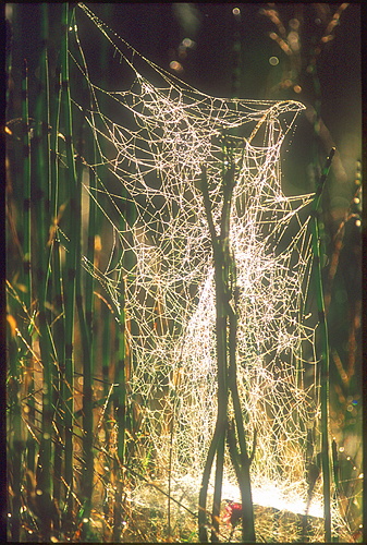 xavier141.jpg (146033 octets)