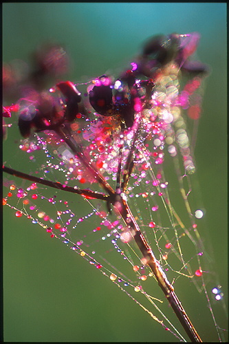 xavier146.jpg (89456 octets)