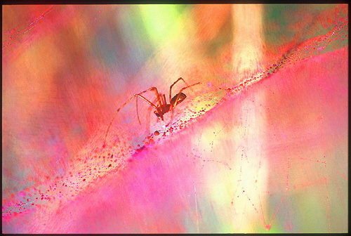 xavier148.jpg (87288 octets)