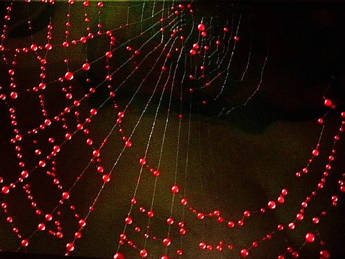 xavier149.jpg (111589 octets)