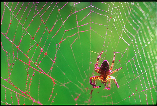 xavier150.jpg (117393 octets)