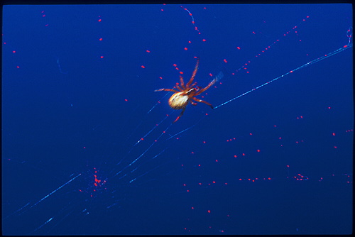 xavier152.jpg (40925 octets)