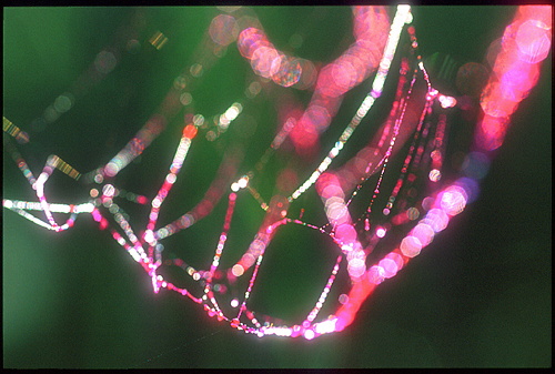 xavier154.jpg (84653 octets)