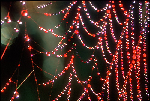 xavier155.jpg (116225 octets)