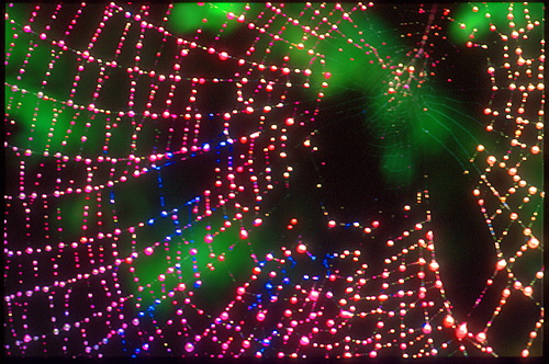 xavier156.jpg (142582 octets)