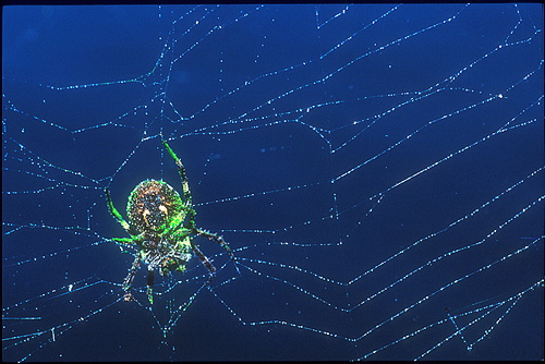 xavier157.jpg (88321 octets)