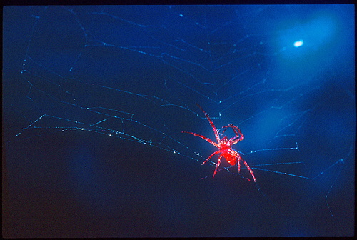 xavier159.jpg (74134 octets)