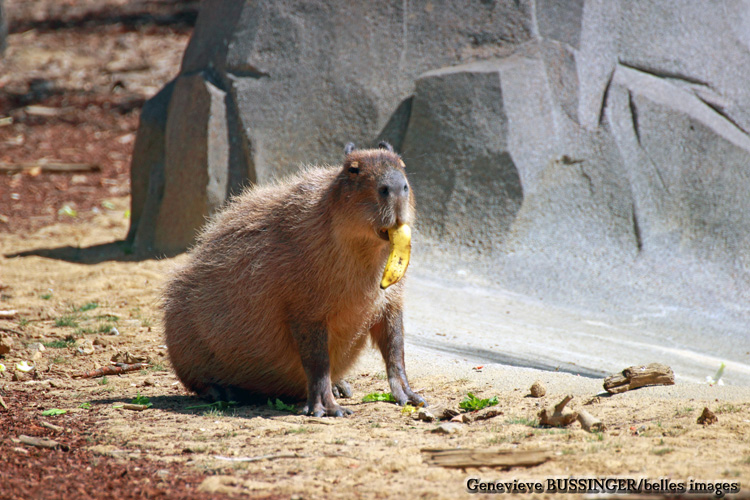 Rongeur Capybara Zoo de Vincennes