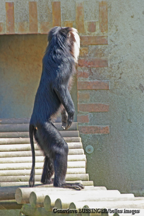 Macaques Ouanderou Zoo de Beauval