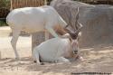 Oryx Algazelle Zoo de Vincennes