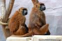 Couples de Babouin et Leurs Bb-Zoo de Vincennes