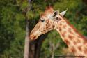 Girafe du Zoo de Vincennes