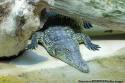 Crocodile  de la Mnagerie du Jardin des Plantes