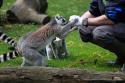 Rencontre Avec un Soigneur des Lmuriens-Zoo de Beauval