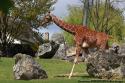 Girafe-Zoo de Beauval