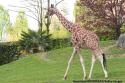 Girafe-Zoo de Beauval