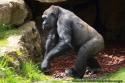Gorille -Zoo de Beauval
