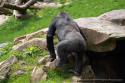 Gorille Zoo de Beauval