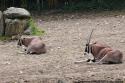 Oryx Gazelle- Zoo de Beauval