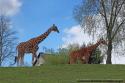 Girafes- Zoo de Beauval