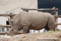 Rhinoceros Zoo de Beauval