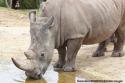 Rhinocros Zoo de Beauval