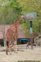 Girafe du Zoo de Beauval